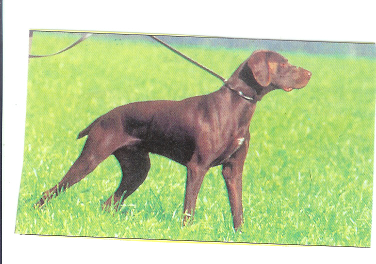 Publication : du vallon de Beaudini