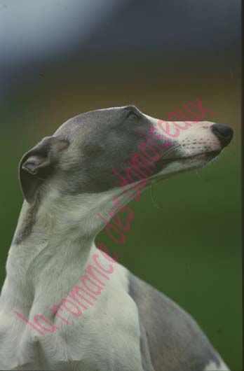 Publication : de la romance des damoiseaux