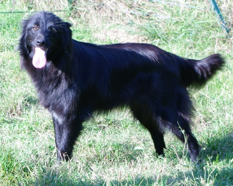 Destinée de la Rosselle