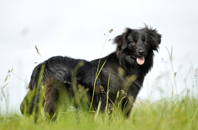 Destinée de la Rosselle