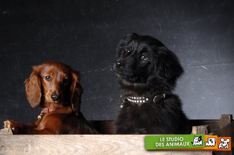 Destinée de la Rosselle