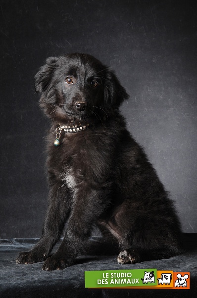 Destinée de la Rosselle