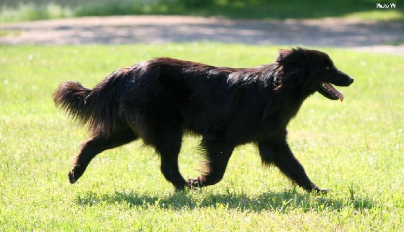 Destinée de la Rosselle