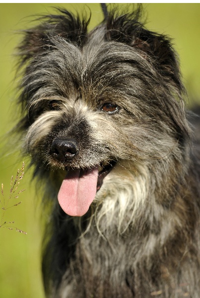 Railhere (Sans Affixe)