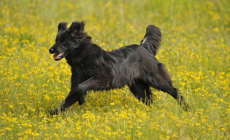 Destinée de la Rosselle