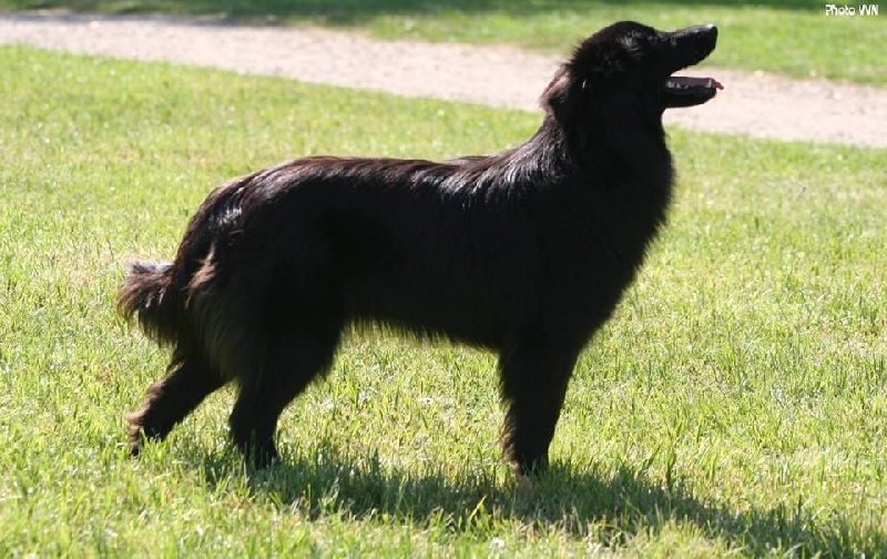 Destinée de la Rosselle