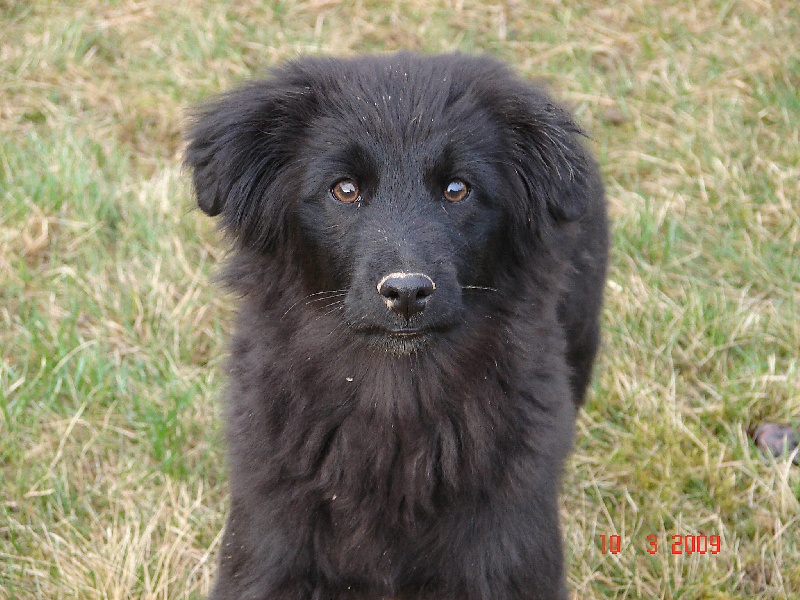 Destinée de la Rosselle