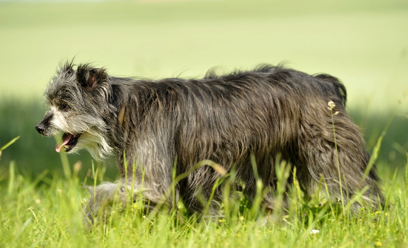 Railhere (Sans Affixe)