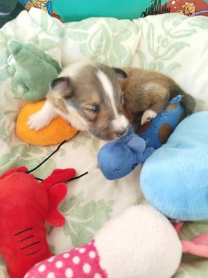 Les chiots de Shetland Sheepdog