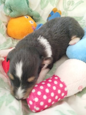 Les chiots de Shetland Sheepdog