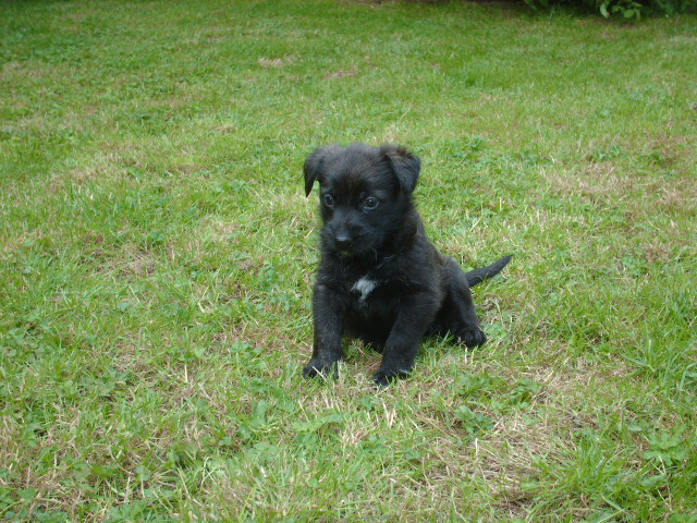 Cassiopee de la vallée de Creve Coeur