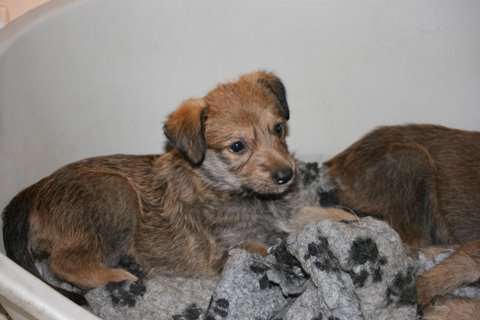 Dana de la vallée de Creve Coeur