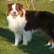 Publication : Du Crystal De Lune Auteur : Séverine Vila