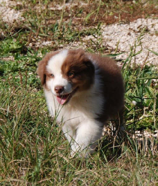 Publication : Du Crystal De Lune Auteur : Séverine Vila