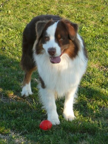 Publication : Du Crystal De Lune Auteur : Séverine Vila