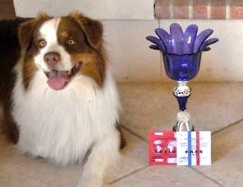 Everglade red pelican de Solemel - CACIB CACS 1er Excellent ouverte mâle