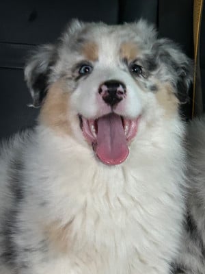 Les chiots de Berger Australien