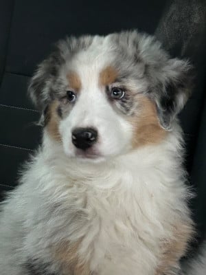 Les chiots de Berger Australien