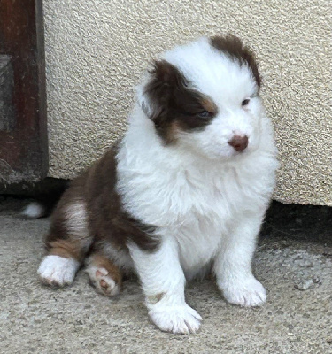 Les chiots de Berger Australien