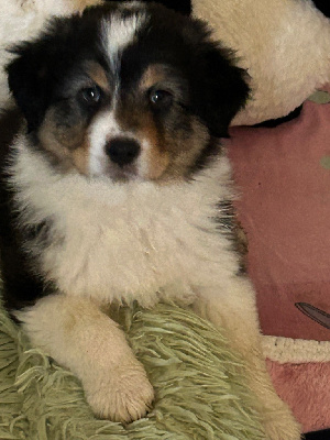 Les chiots de Berger Australien