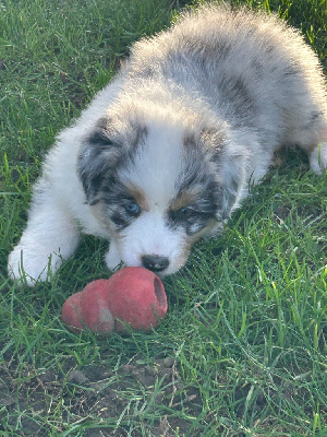 Les chiots de Berger Australien