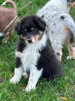 Les chiots de Berger Australien