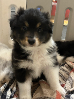 Les chiots de Berger Australien