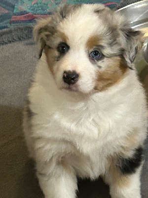 Les chiots de Berger Australien