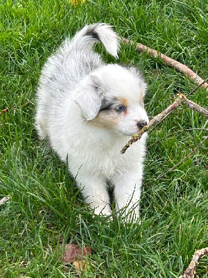 Les chiots de Berger Australien