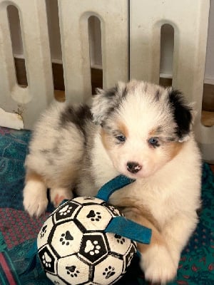 Les chiots de Berger Australien