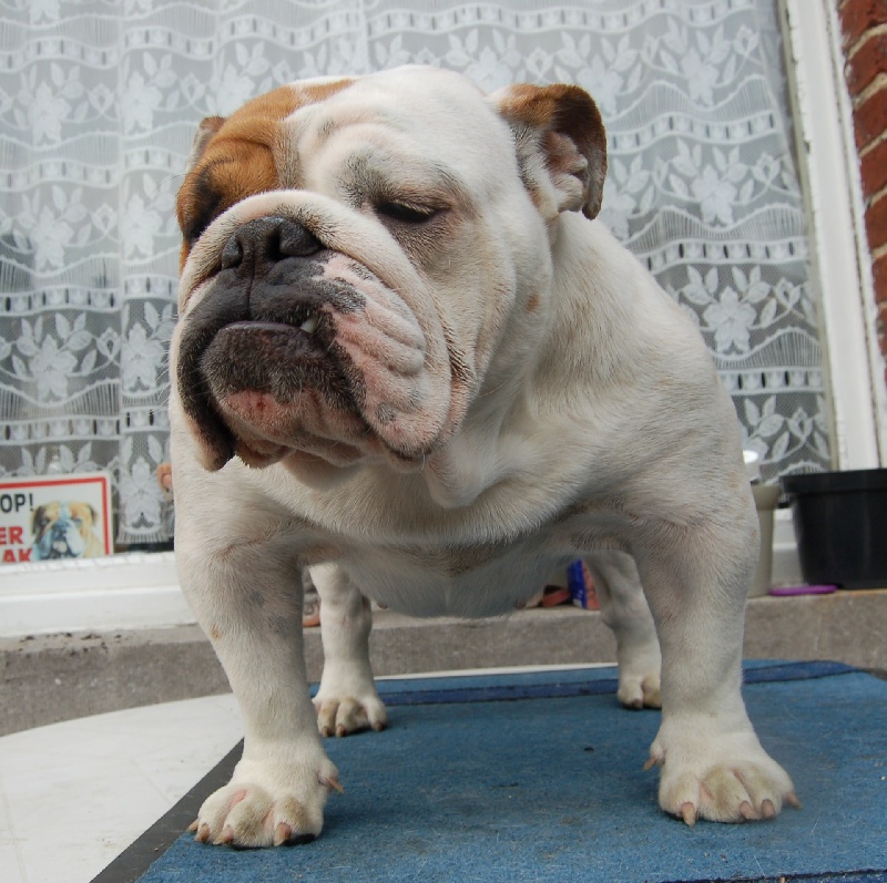 Publication : Tania-bulls Auteur : tania gossens