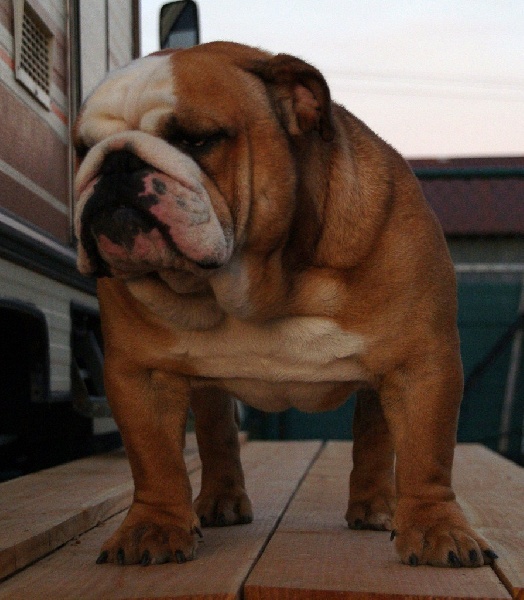 Publication : Tania-bulls Auteur : tania