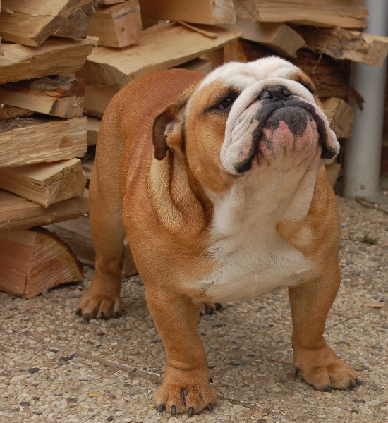 Publication : Tania-bulls Auteur : tania