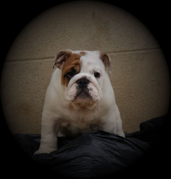 Publication : Tania-bulls Auteur : tania gossens