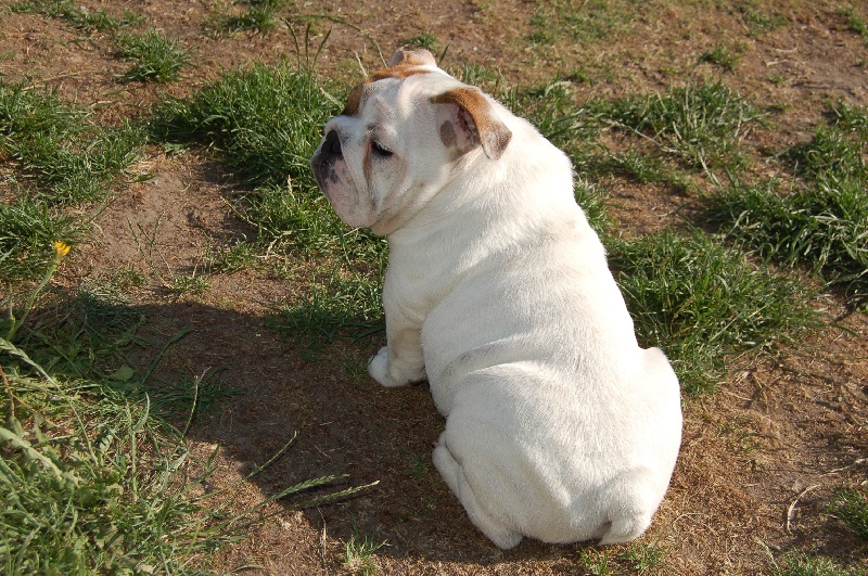 Publication : Tania-bulls Auteur : tania gossens