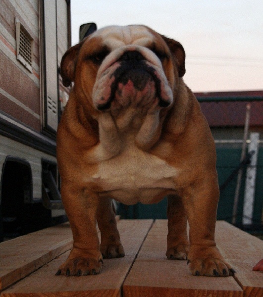 Publication : Tania-bulls Auteur : tania