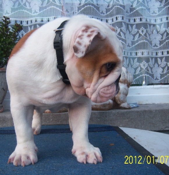 Publication : Tania-bulls