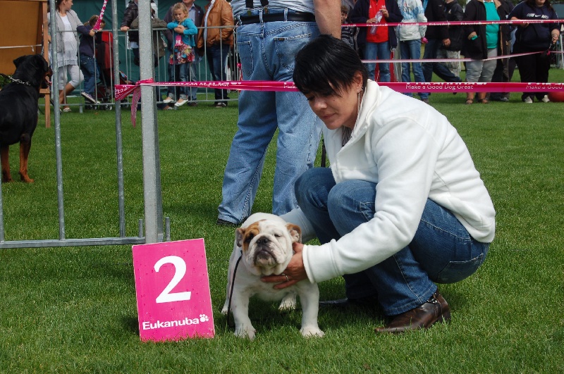 Publication : Tania-bulls Auteur : tania gossens