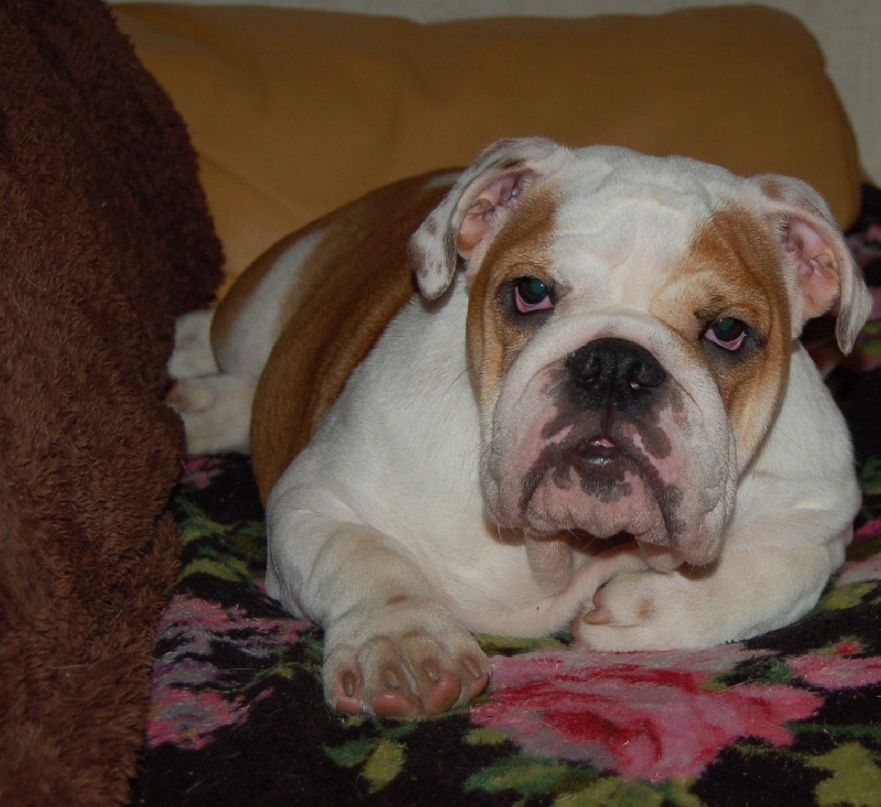 Publication : Tania-bulls