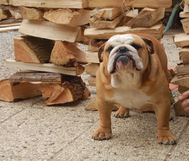 Publication : Tania-bulls Auteur : tania