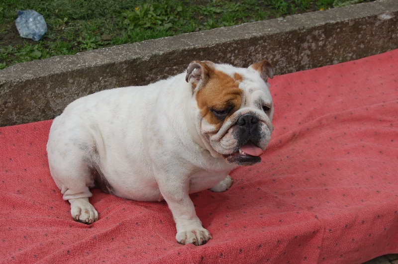 Publication : Tania-bulls Auteur : tania gossens