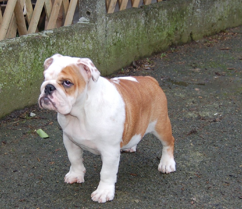 Publication : Tania-bulls