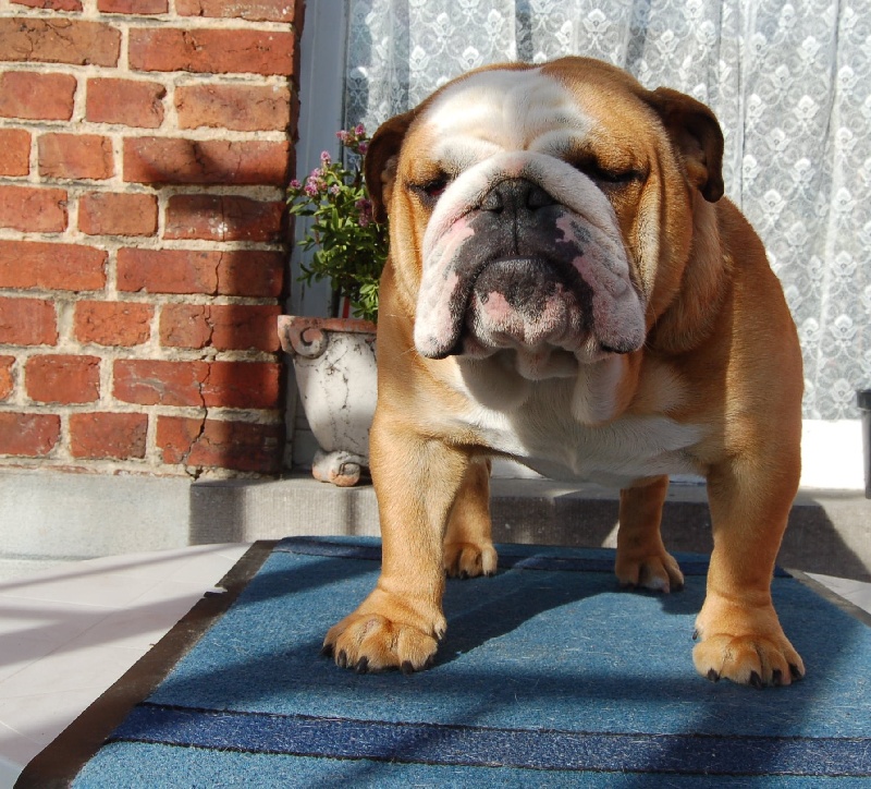 Publication : Tania-bulls Auteur : tania