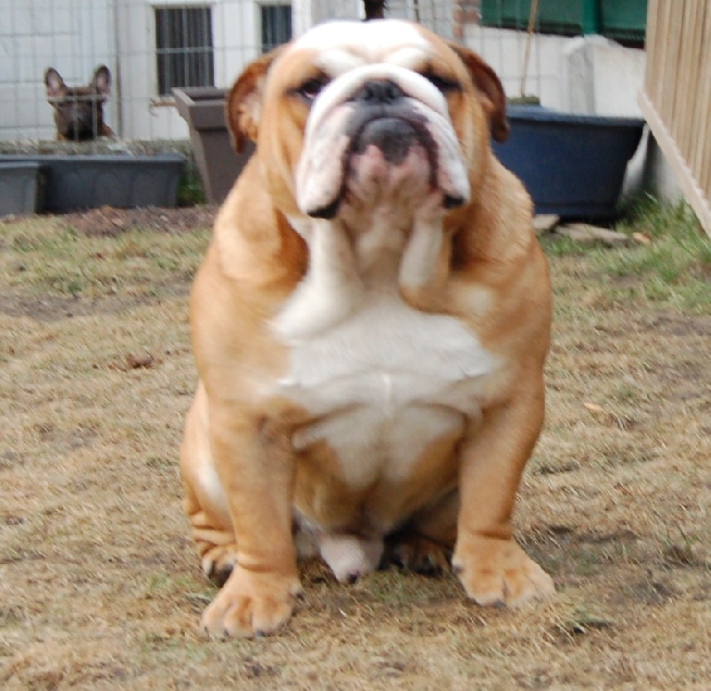 Publication : Tania-bulls Auteur : tania