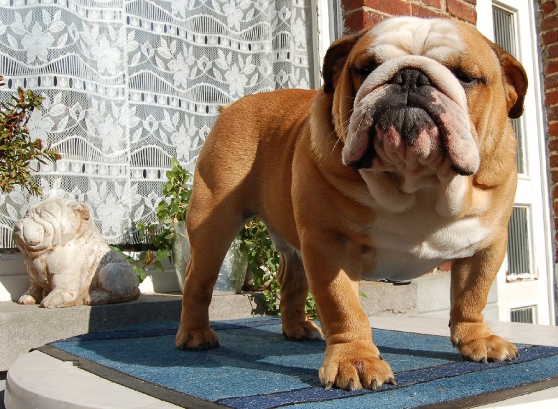 Publication : Tania-bulls Auteur : tania