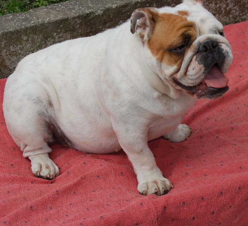 Publication : Tania-bulls Auteur : tania gossens