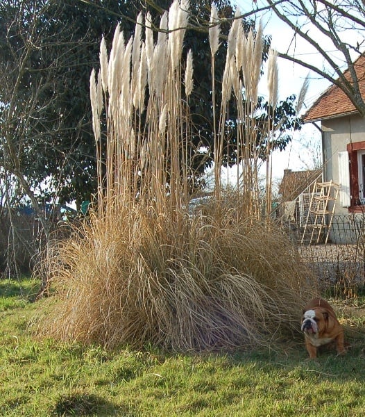 Publication : Tania-bulls Auteur : tania