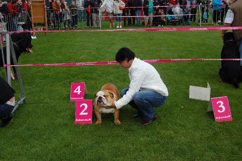 Publication : Tania-bulls Auteur : tania