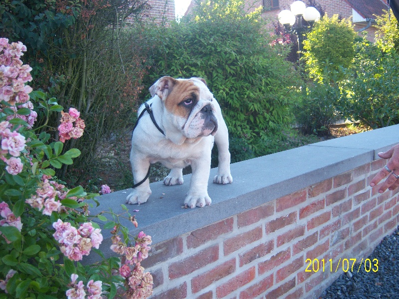 Publication : Tania-bulls Auteur : tania gossens