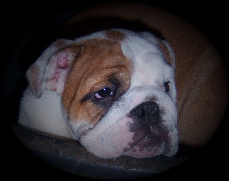 Publication : Tania-bulls Auteur : tania gossens